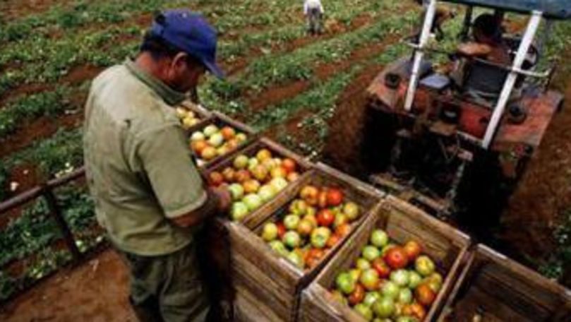 Мелкие предприниматели просят снять ограничения при регистрации крестьянских хозяйств.