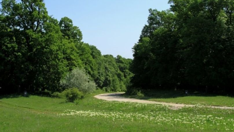 Ministerul Agriculturii propune un nou Cod silvic pentru Moldova