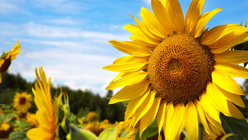 Moldova, al doilea furnizor de semințe de floarea-soarelui pe piaţa UE