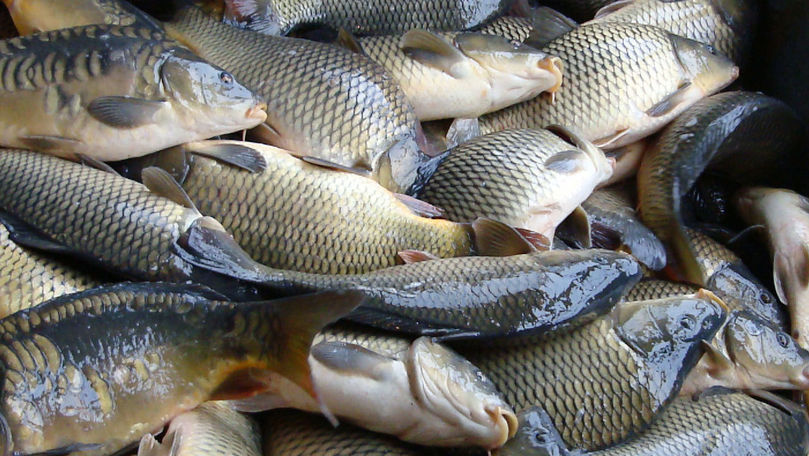 Republica Moldova este principalul consumator de pește viu din Ucraina