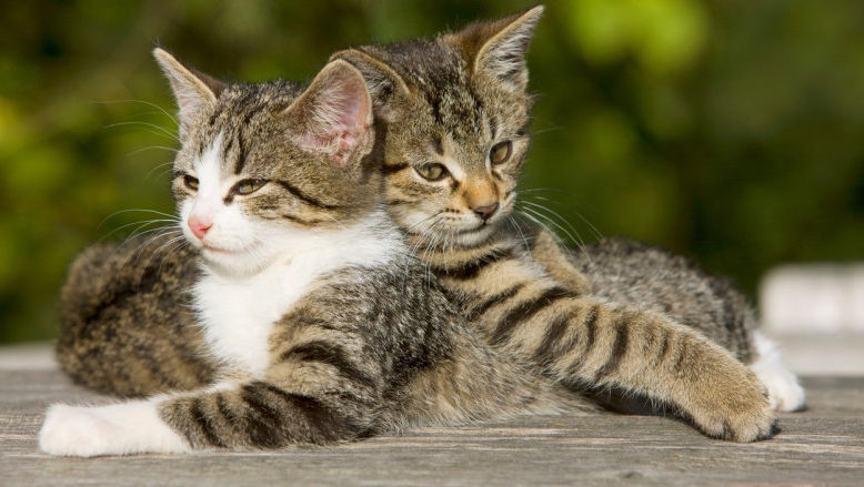 Studiu: Pisicile suferă după moartea altor animale de companie