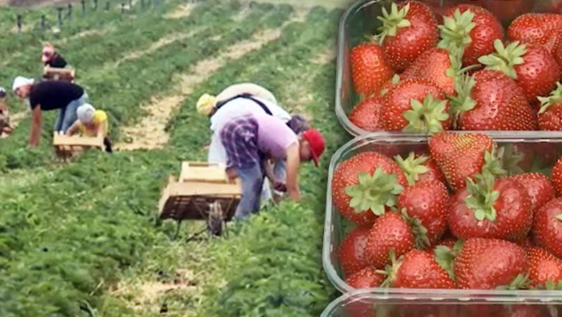 Afacerea cu căpșuni a unui agricultor din Moldova, finanțată de USAID