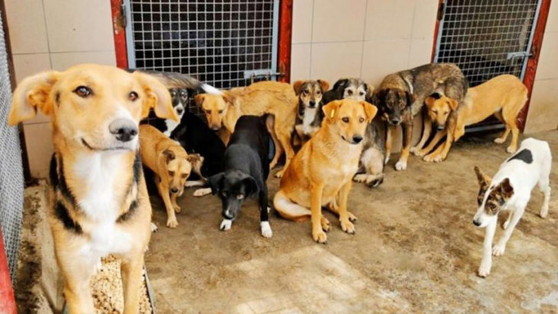 Chișinău: Peste 1.400 de câini fără stăpân au fost sterilizați de la începutul anului