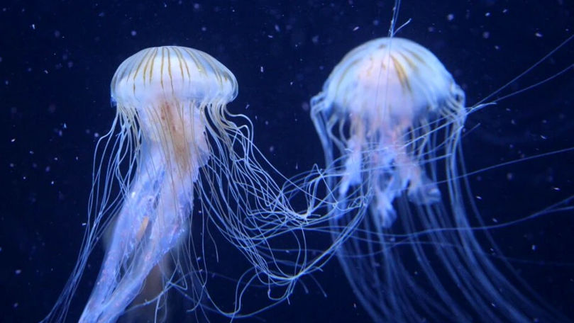 Cercetătorii încearcă să afle secretele meduzei nemuritoare