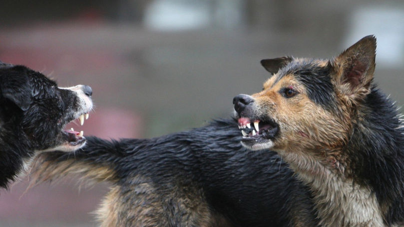 ANSP avertizează: Crește numărul persoanelor mușcate de animale