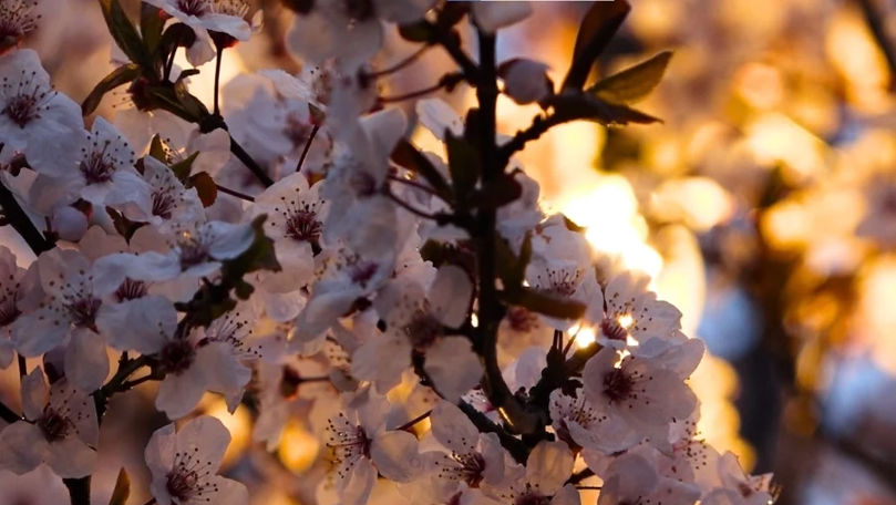 Aproape ca la Tokyo. La Bălți au înflorit copacii de sakura