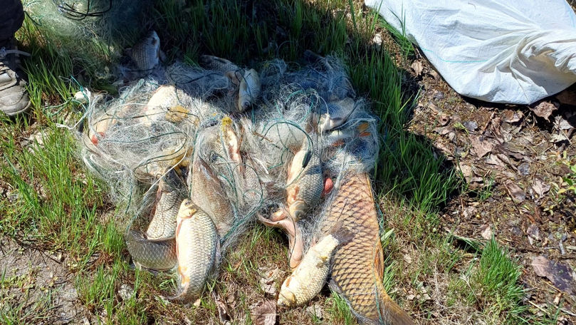 Două cazuri de braconaj piscicol, descoperite în nordul Moldovei