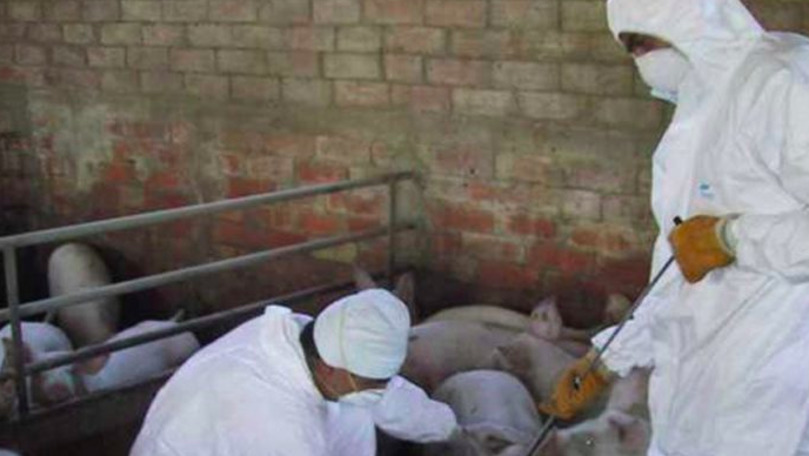 ANSA: Hrănirea porcilor cu iarbă verde duce la îmbolnăvirea cu pestă