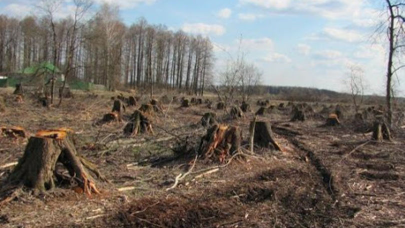 В Молдове леса вырубаются быстрее, чем восстанавливаются.