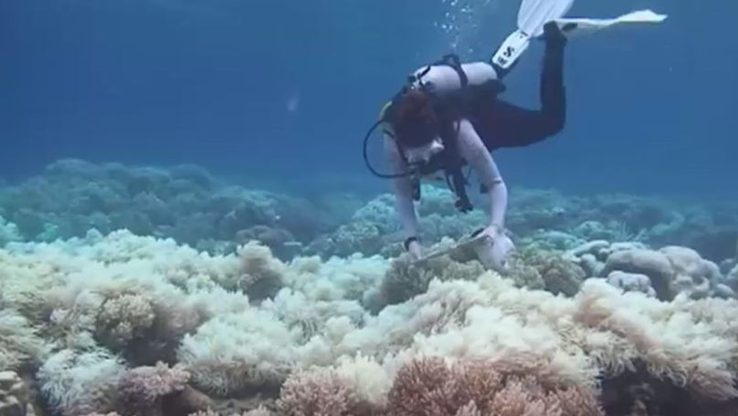 Încălzirea-record a oceanelor duce la cel mai grav fenomen din lume
