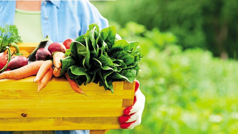 Legumele eco certificate, crescute de doar 2 agricultori în Moldova