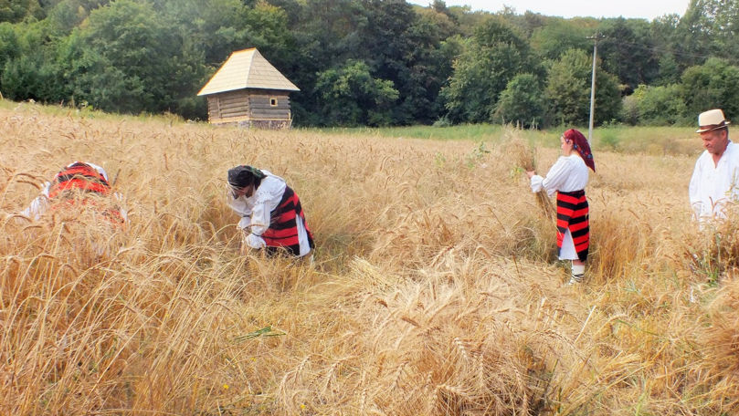 A început secerișul. Agricultor: Ne așteptăm la recolte mult mai înalte