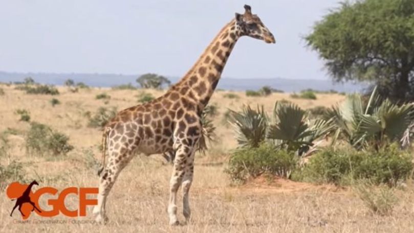 Două girafe pitice, descoperite în zone diferite ale Africii