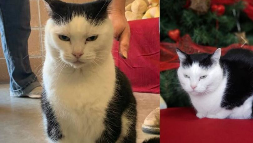 Cea mai rea pisică din lume a fost pusă spre adopţie