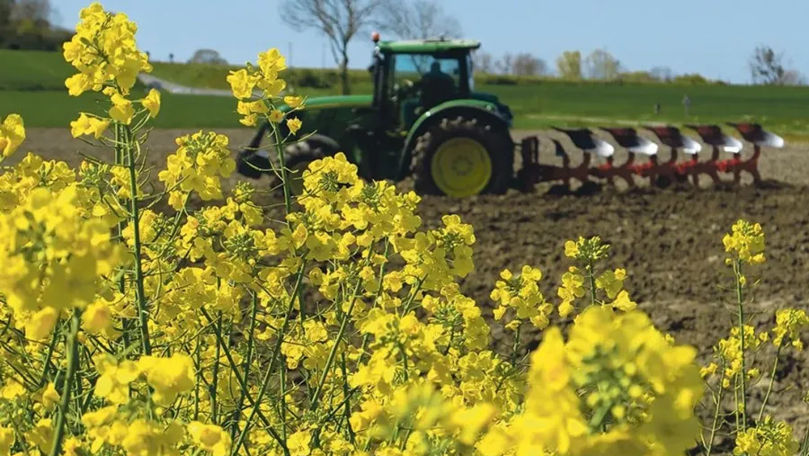 Nou record agricol în Moldova: 100.000 de hectare de rapiță, însămânțate