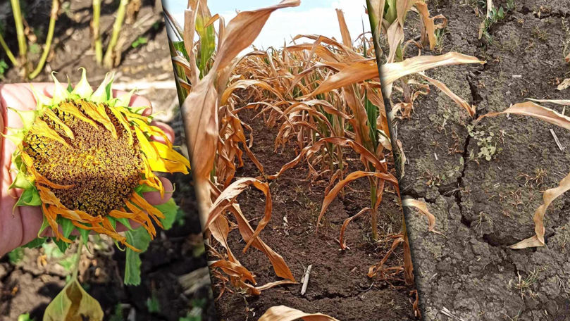 Culturile agricole, afectate de secetă: Situația este critică