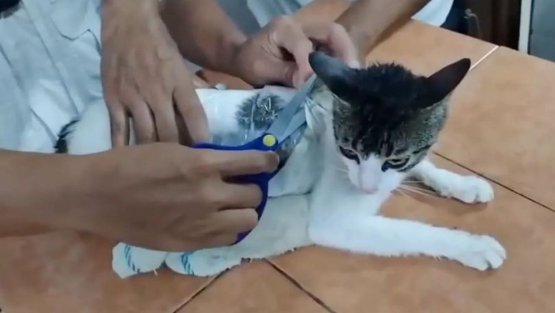 O pisică cu droguri lipite de corp, prinsă de gardienii din Costa Rica