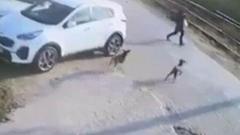 Imagini șocante la Iași: Un șofer a lovit intenționat doi câini