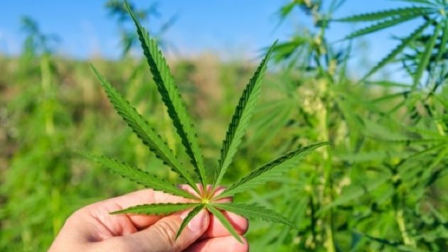 Cânepa industrială, legalizată în 2024? Ce spune oficialul Vasile Șarban
