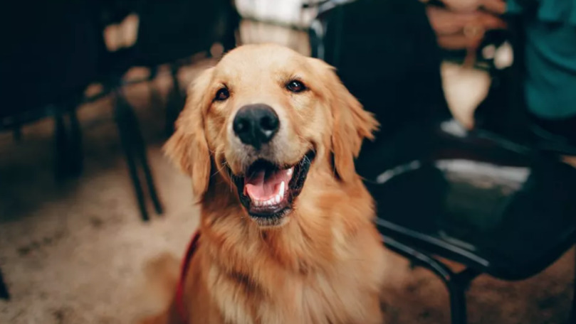 Câinii înțeleg în medie 89 de cuvinte și expresii unice