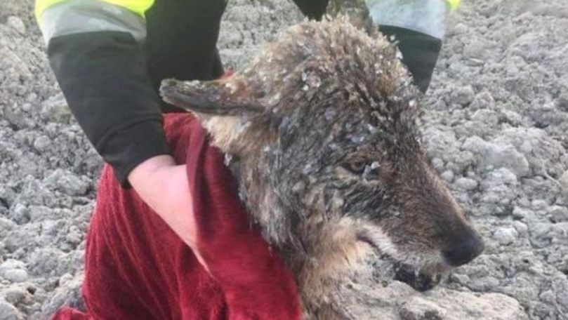 Niște muncitori au salvat un lup dintr-un râu, crezând că e un câine