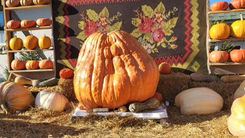 Un bostan de 800 de kilograme, simbolul festivalului Bostaniada 2024