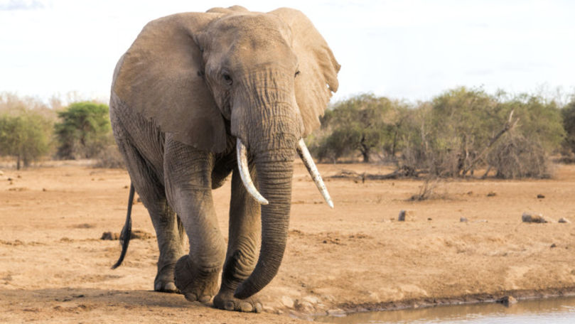 A murit ultimul exemplar de elefant african de la Zoo din Giza