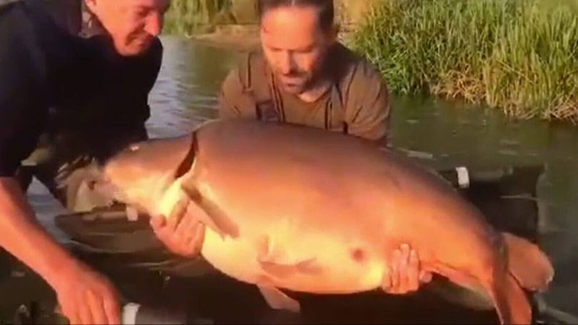 Cel mai mare crap oglindă prins în România cântărește 37,78 de kilograme