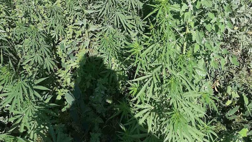 2 femei din Trușeni creșteau printre porumb plante de cannabis