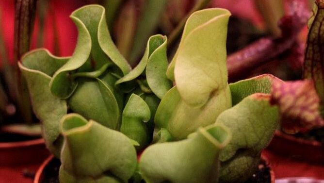 Planta care este letală pentru muște, țânțari și alte insecte