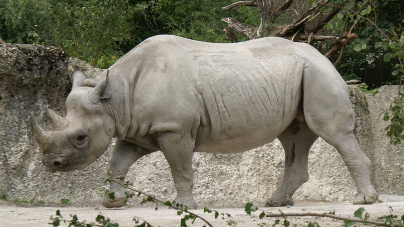 Doi pui de rinocer, principala atracție la o grădină zoologică din SUA