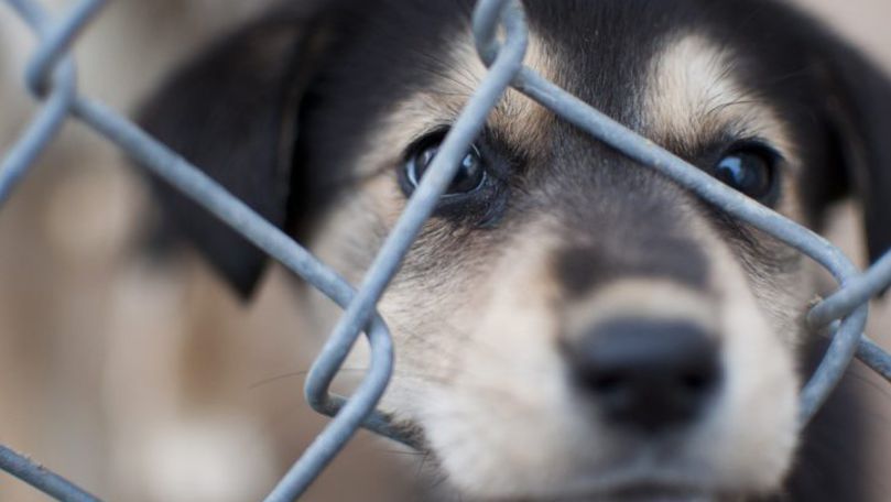 Guvernul aprobă pedeapsa cu închisoare pentru torturarea animalelor