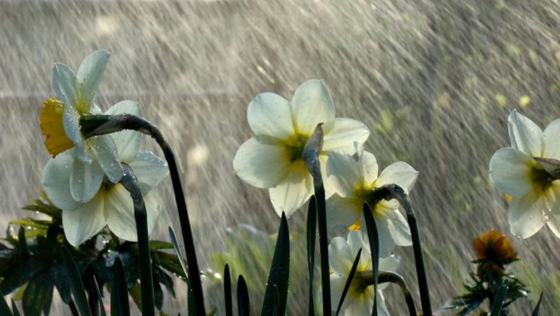 Weekend rece și ploios: Superstiția meteo legată de vremea de Florii