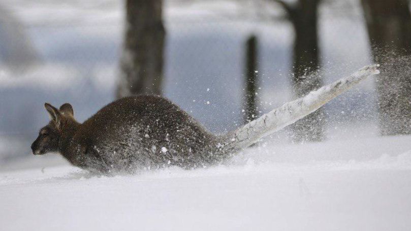Ninsoare în Australia: Cangurii, surprinși mergând prin zăpadă