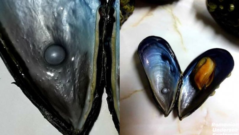 Perlă neagră, descoperită în Marea Neagră de un scafandru