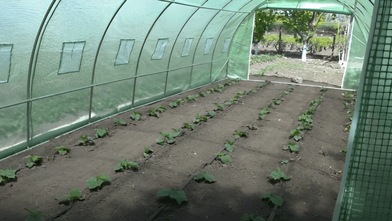 În fața secetei, serele devin salvarea agricultorilor din sudul Moldovei
