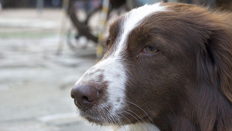 Doi tineri, reținuți pentru poze pe Odnoklassniki cu un câine tăiat