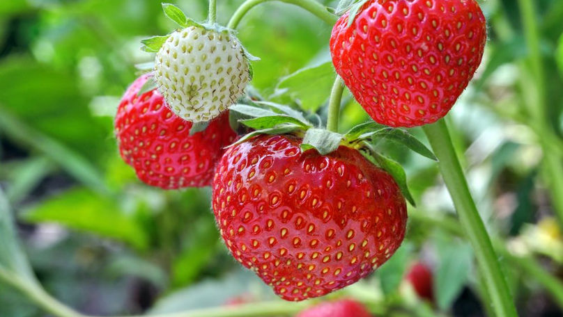 Sadova: Un fermier oferă acces doritorilor la plantația lui de căpșune