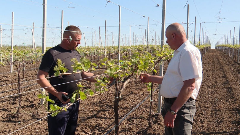 Viticultori din Cahul cuceresc piața UE: 40% din producție, exportată