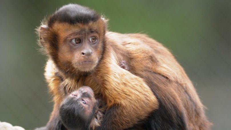 O maimuță a răpit un copil de doi ani ca să se joace cu el