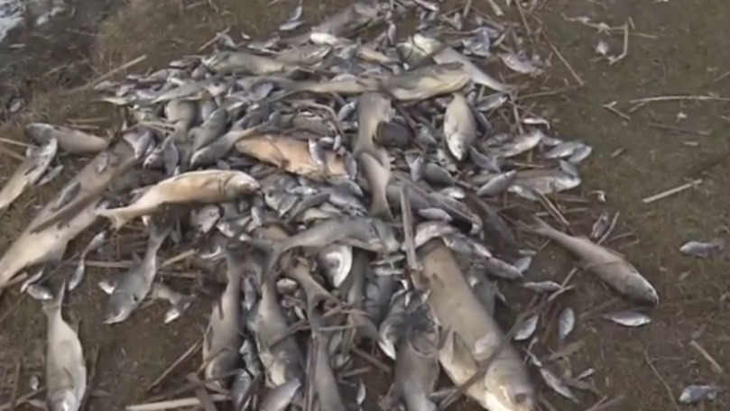 Grămezi de pește mort plutesc pe lacul din satul Iurievca din Cimișlia