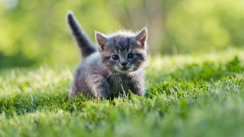 Studiu: Pisicile de casă care se plimbă afară sunt purtătoare parazitare