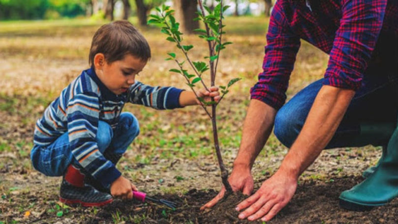 Înverzirea Capitalei: În Chișinău vor fi plantați alți 8.000 de arbori