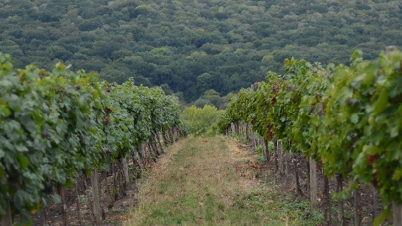 Investiții de 400.000 dolari în producerea materialului săditor viticol