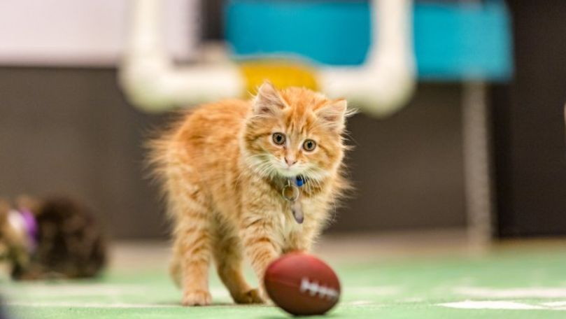 Fotbal american în patru labe: În februarie va avea loc Kitten Bowl