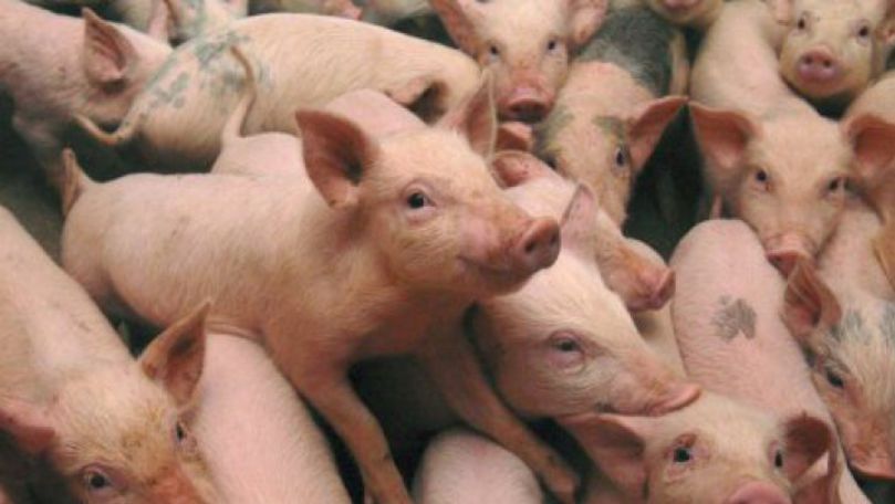 România: Noi focare de pestă porcină. Animalele vor fi ucise