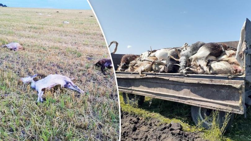 Zeci de capre și ovine, moarte pe un lan de lângă o stână din Edineț