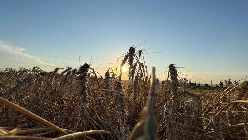 Preţul cerealelor pe piaţa Moldovei a crescut