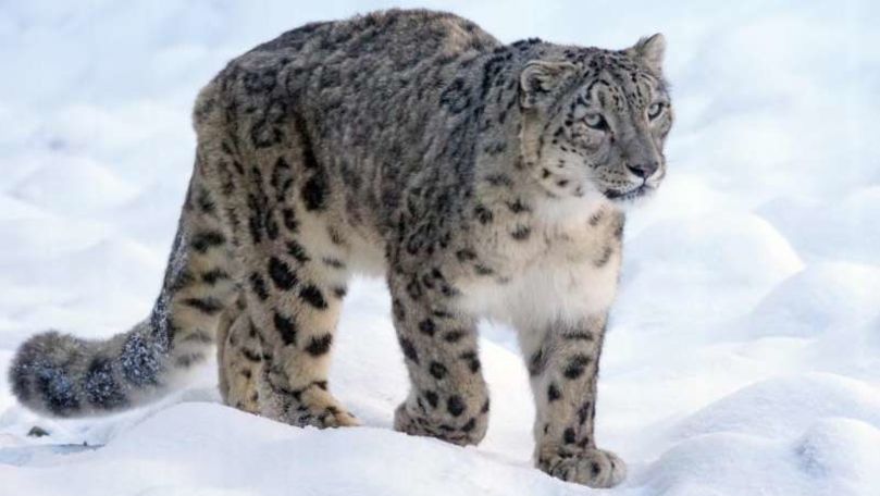 Imagini rare cu leopardul zăpezii, înregistrate în China