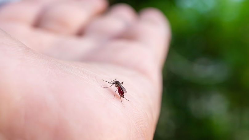 Cinci remedii naturale pentru mușcăturile de țânțari